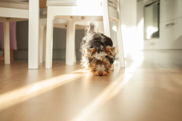 Yorkshire Terrier Puppy Exploring the Kitchen and Enjoying Its Meal. Perfect for use in pet care, lifestyle, or food-related projects. High-quality image for creative use.
