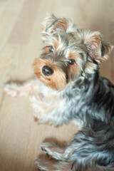 A Yorkie’s Cozy Life. Discover the charming life of this adorable Yorkshire Terrier as it lounges in a warm, sunlit apartment, patiently watching the world go by.
