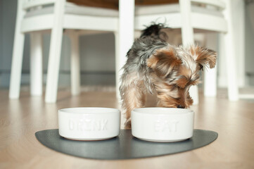 Yorkshire Terrier Puppy Exploring the Kitchen and Enjoying Its Meal. Perfect for use in pet care, lifestyle, or food-related projects. High-quality image for creative use.