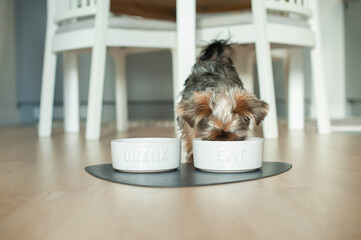 Yorkshire Terrier Puppy Exploring the Kitchen and Enjoying Its Meal. Perfect for use in pet care, lifestyle, or food-related projects. High-quality image for creative use.