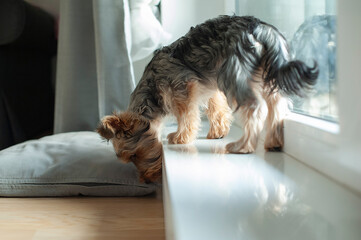 A Yorkie’s Cozy Life: Waiting by the Window for Its Best Friend. The ideal pet for those who treasure cozy, heartwarming moments at home.