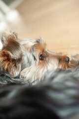 A Yorkie’s Cozy Life. Discover the charming life of this adorable Yorkshire Terrier as it lounges in a warm, sunlit apartment, patiently watching the world go by.