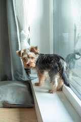 A Yorkie’s Cozy Life: Waiting by the Window for Its Best Friend. The ideal pet for those who treasure cozy, heartwarming moments at home.
