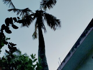 palm tree with blue sky background