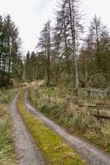 A peaceful track through a wooded area of Yorkshire, England, UK.