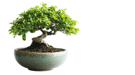 A vibrant bonsai tree in a decorative pot, showcasing the art of miniature gardening and the beauty of nature indoors.