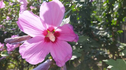 A Beautiful Pink Flower in Full Bloom Surrounded by Lush Greenery in Natures Splendor