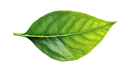 Obraz premium A vibrant green leaf showcasing its intricate veins and texture, symbolizing nature and growth.