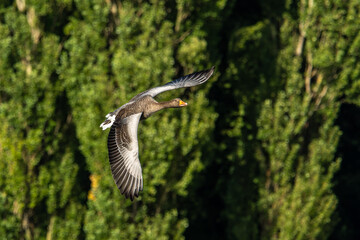 The flying greylag goose, Anser anser is a species of large goose