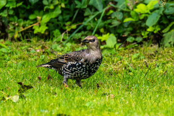 Obraz premium The common starling, Sturnus vulgaris also known as the European starling walking on green grass