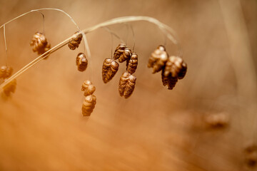 Abstract close-up of a colorful plant with soft focus and shallow depth of field, creating a...