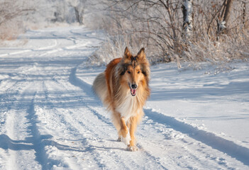 dog running in the snow
