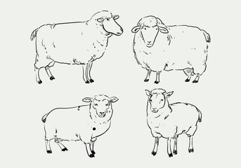 Set of sheeps domestic animal hand drawn vector illustration element isolated on background.