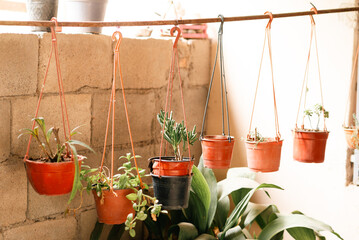 pots with flowers hanging on in a garden