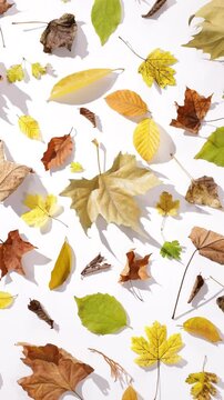 360 Rotation einer harmonische Sammlung bunter Herbstbl&auml;tter verschiedener Baumarten bei Sonnenlicht auf wei&szlig;em Hintergrund mit harten langen Schatten