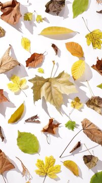 360 Rotation einer harmonische Sammlung bunter Herbstbl&auml;tter verschiedener Baumarten bei Sonnenlicht auf wei&szlig;em Hintergrund mit harten langen Schatten
