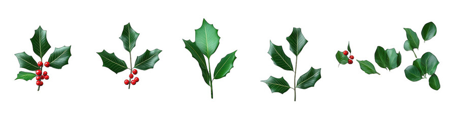 Obraz premium A collection of holly leaves and berries arranged on a white background. transparent background