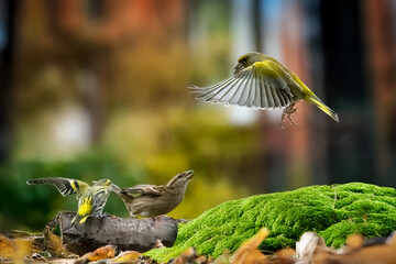 Un verdone (Chloris chloris), un passero domestico (Passer domesticus) e un lucherino (Spinus spinus) insieme sulla mangiatoia.