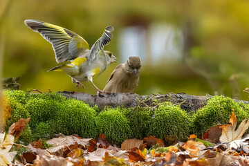 Un verdone (Chloris chloris) allarga le ali per spaventare un passero (Passer domesticus) arrivato...