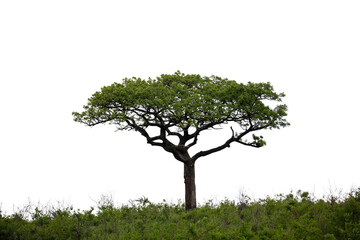 Acacia tree isolated on white transparent sky, Vachellia tortilis in African savannah © Rawf8
