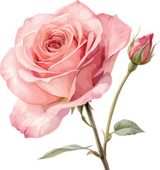 Fototapeta premium A beautiful watercolor illustration of a single rose in shades of pink and red, with a delicate stem and subtle details.