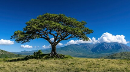 Obraz premium Majestic Acacia Tree on African Savanna with Mountain Range Background