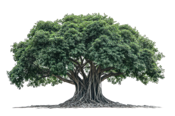 An ancient banyan tree with thick aerial roots and a broad canopy, creating a unique silhouette against a bright white background.