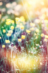 Flowering buttercup in a meadow, beautiful nature in spring
