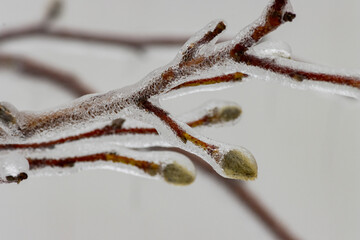 Ice Buds and Branches