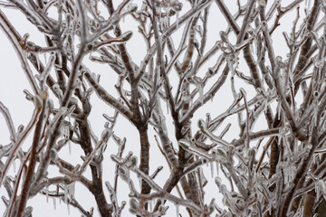 Ice Coating