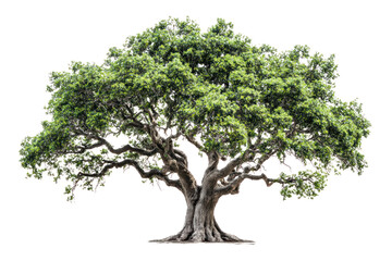 Obraz premium A majestic oak tree with a thick trunk and sprawling branches, showcasing vibrant green leaves, set against a clean white background.