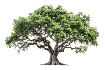 A majestic oak tree with a thick trunk and sprawling branches, showcasing vibrant green leaves, set against a clean white background.