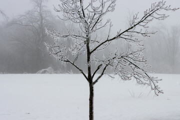Icy Tree