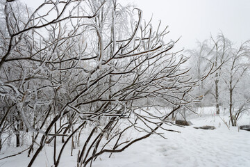 Magical; ice covered shrubs create a magical landscape