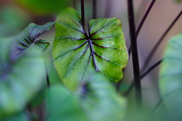 Beautiful green tree Colocasia pharaoh mask in the garden ,colocasia esculenta,tropical plant.