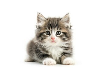 Obraz premium cute cat