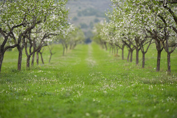 Blossoming almond orchard. Beautiful trees with pink flowers blooming in spring in Europe. Almond blossom.