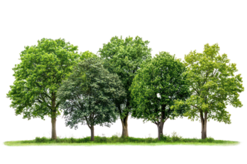 A diverse collection of lush green trees including a tall oak, a slender birch, and a wide-canopied maple, showcasing their varying shapes and textures. 