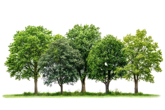 A diverse collection of lush green trees including a tall oak, a slender birch, and a wide-canopied maple, showcasing their varying shapes and textures. 