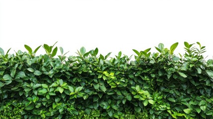 Obraz premium Lush green hedge isolated on white background.