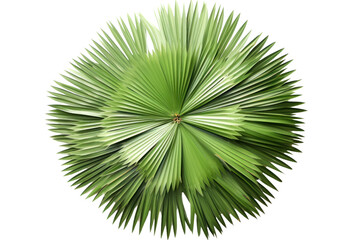 A delicate composition of small palm leaves arranged in a circular pattern, capturing the essence of tropical flora and evoking a sense of tranquility.