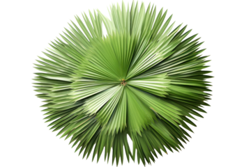 A delicate composition of small palm leaves arranged in a circular pattern, capturing the essence of tropical flora and evoking a sense of tranquility.