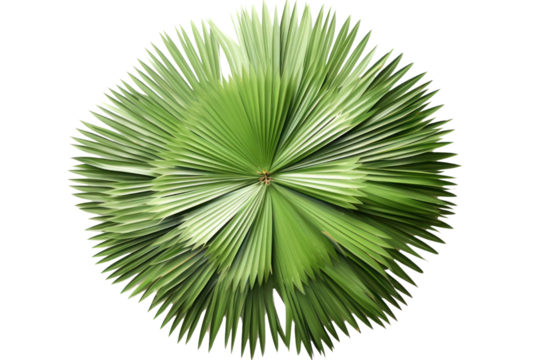 A delicate composition of small palm leaves arranged in a circular pattern, capturing the essence of tropical flora and evoking a sense of tranquility.