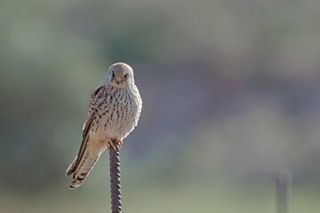 Lesser kestrel - Falco naumanni, Crete