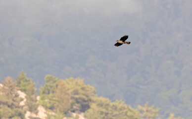 Bonelli's Eagle (Aquila fasciata), Greece