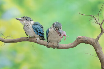 Two young collared kingfishers are preying on a baby mouse on a dry tree branch. This long and strong beaked bird has the scientific name Todiramphus chloris.