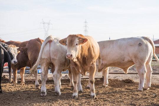 Young bulls as livestock on a farm
