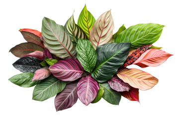 Obraz premium A beautiful collection of tropical plant leaves, featuring a variety of shapes and sizes, such as dracaena, calathea, and peace lily