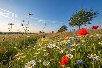  flower meadow in spring