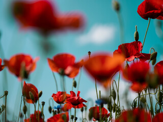 
Description:
A vibrant poppy field in summer with a shallow depth of field, highlighting the...